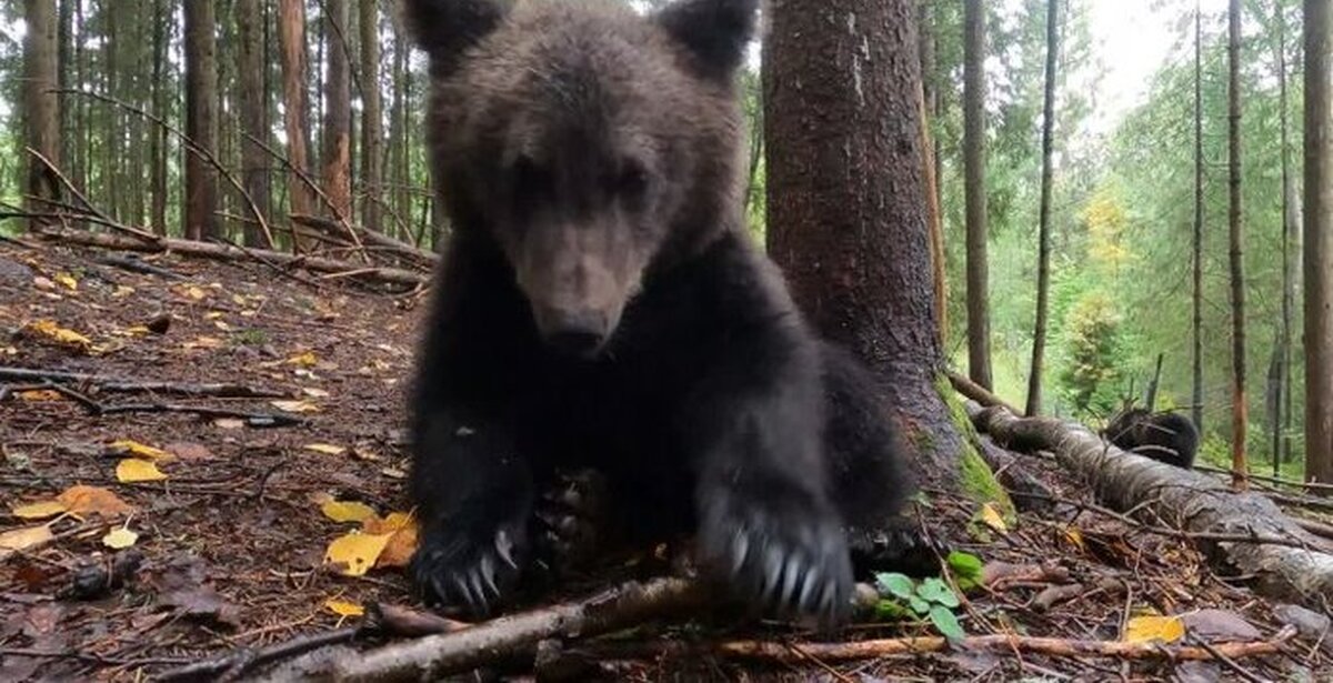 Почему медведь не съел машу
